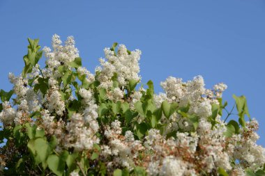 Sıradan yaban domuzu (Şırınga bayağılığı))