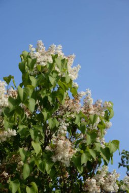 Sıradan yaban domuzu (Şırınga bayağılığı))