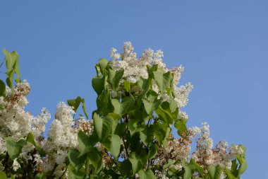 Sıradan yaban domuzu (Şırınga bayağılığı))