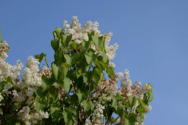 Sıradan yaban domuzu (Şırınga bayağılığı))