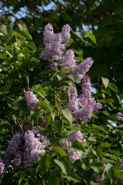 Sıradan yaban domuzu (Şırınga bayağılığı))