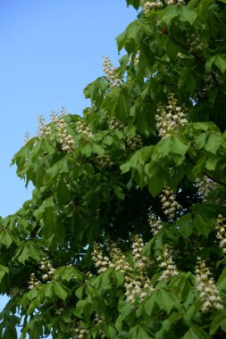 Chestnut (Castanea Tourn), kayın familyasından bir yaprak ağacı cinsidir.