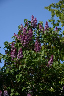 Sıradan yaban domuzu (Şırınga bayağılığı))