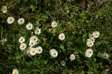 Papatya çayı ya da papatya çayı her yıl yüksek dallı bir bitki cinsidir. 