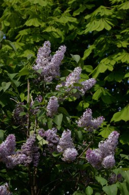 Sıradan yaban domuzu (Şırınga bayağılığı))