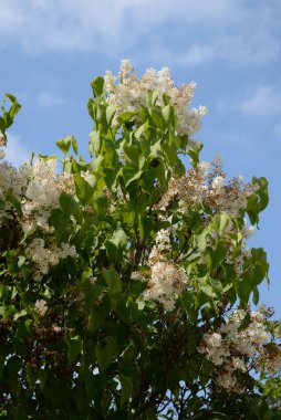 Sıradan yaban domuzu (Şırınga bayağılığı))