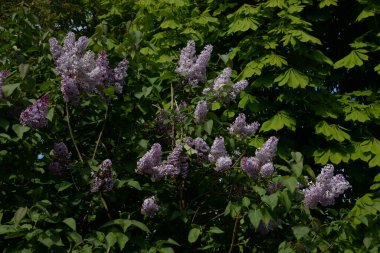 Sıradan yaban domuzu (Şırınga bayağılığı))