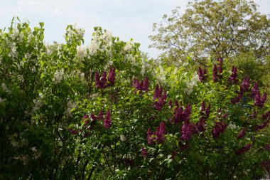 Sıradan yaban domuzu (Şırınga bayağılığı))