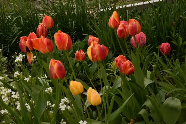 Tulipa, zambak familyasından bir bitki cinsidir.