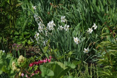 Ortak kayısı (lat. Prnus armenaca) Çiçek açan ağaçlar Pricot, kayısı, sırık, daha fazla.