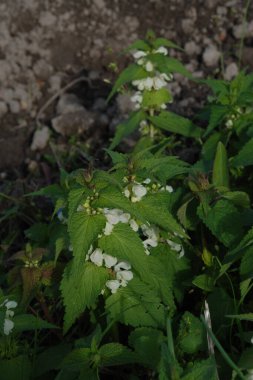 Orman menekşesi (Viola reichenbachiana)