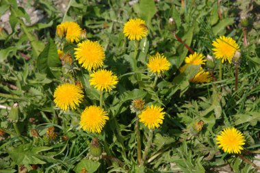 Sıradan yaban domuzu (Şırınga bayağılığı)) 