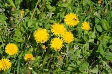 Sıradan yaban domuzu (Şırınga bayağılığı)) 