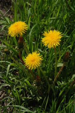Sıradan yaban domuzu (Şırınga bayağılığı)) 