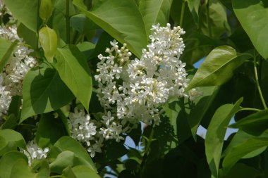 Sıradan yaban domuzu (Şırınga bayağılığı))