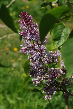 Sıradan yaban domuzu (Şırınga bayağılığı))