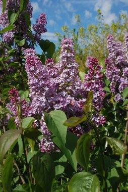 Sıradan yaban domuzu (Şırınga bayağılığı))