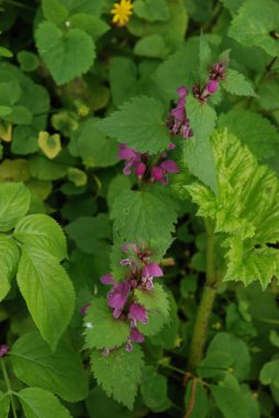Orman menekşesi (Viola reichenbachiana)
