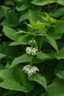 Orman menekşesi (Viola reichenbachiana)