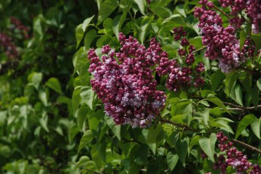 Sıradan yaban domuzu (Şırınga bayağılığı))