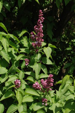 Sıradan yaban domuzu (Şırınga bayağılığı))