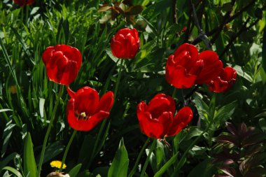 Tulipa, zambak familyasından bir bitki cinsidir.