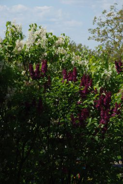 Sıradan yaban domuzu (Şırınga bayağılığı))