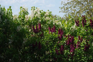 Sıradan yaban domuzu (Şırınga bayağılığı))