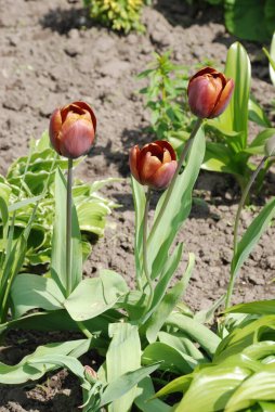Tulipa, zambak familyasından bir bitki cinsidir.