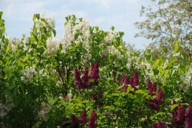 Sıradan yaban domuzu (Şırınga bayağılığı))