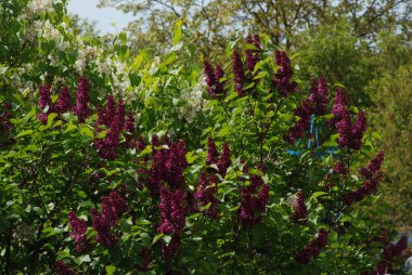 Sıradan yaban domuzu (Şırınga bayağılığı))
