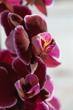 Zozuliantsev ya da Orchidaceae (Orchidaceae) - bitkisel bitkilerin uzun ömürlü karasal veya epifiz bitkilerin anavatanıdır.