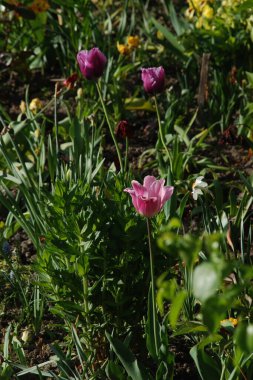 Tulipa, zambak familyasından bir bitki cinsidir.