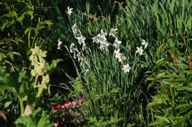 Ortak kayısı (lat. Prnus armenaca) Çiçek açan ağaçlar Pricot, kayısı, sırık, daha fazla.