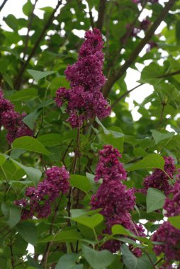 Sıradan yaban domuzu (Şırınga bayağılığı))