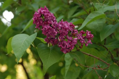 Sıradan yaban domuzu (Şırınga bayağılığı))