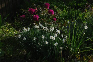 Kırmızı şakayıklar ve beyaz nergisler