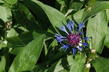 Dağ çiçeği (lat. Centaurea montana, Asteraceae familyasından bir bitki türü..