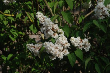 Sıradan yaban domuzu (Şırınga bayağılığı)) 