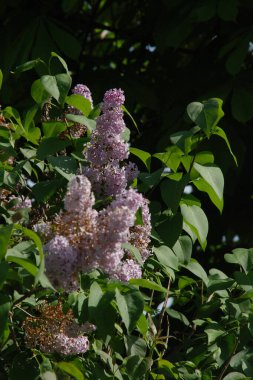 Sıradan yaban domuzu (Şırınga bayağılığı)) 