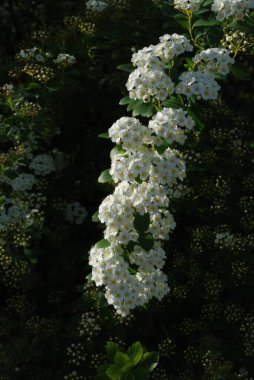 Spiraea Vanhouttei (lat. Spiraea vanhouttei, gülgiller (Rosaceae) familyasından bir çalı türü..