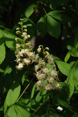 Chestnut (Castanea Tourn), kayın familyasından bir yaprak ağacı cinsidir.