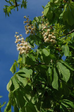 Chestnut (Castanea Tourn), kayın familyasından bir yaprak ağacı cinsidir.