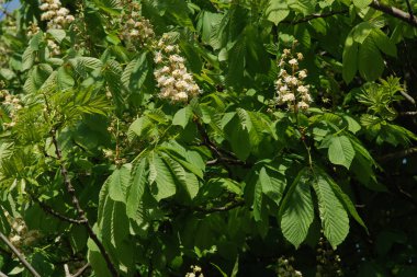 Chestnut (Castanea Tourn), kayın familyasından bir yaprak ağacı cinsidir.