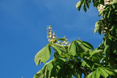 Chestnut (Castanea Tourn), kayın familyasından bir yaprak ağacı cinsidir.