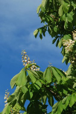 Chestnut (Castanea Tourn), kayın familyasından bir yaprak ağacı cinsidir.