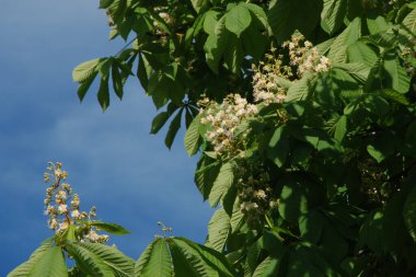 Chestnut (Castanea Tourn), kayın familyasından bir yaprak ağacı cinsidir.