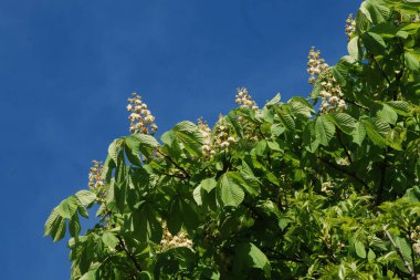 Chestnut (Castanea Tourn), kayın familyasından bir yaprak ağacı cinsidir.