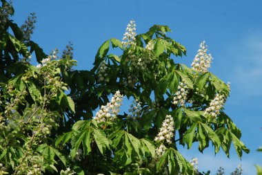 Chestnut (Castanea Tourn), kayın familyasından bir yaprak ağacı cinsidir.