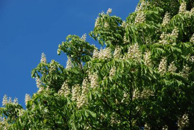 Chestnut (Castanea Tourn), kayın familyasından bir yaprak ağacı cinsidir.